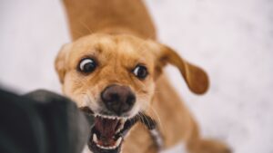 mordidas em crianças